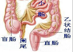 阑尾炎症状疼痛位置图片